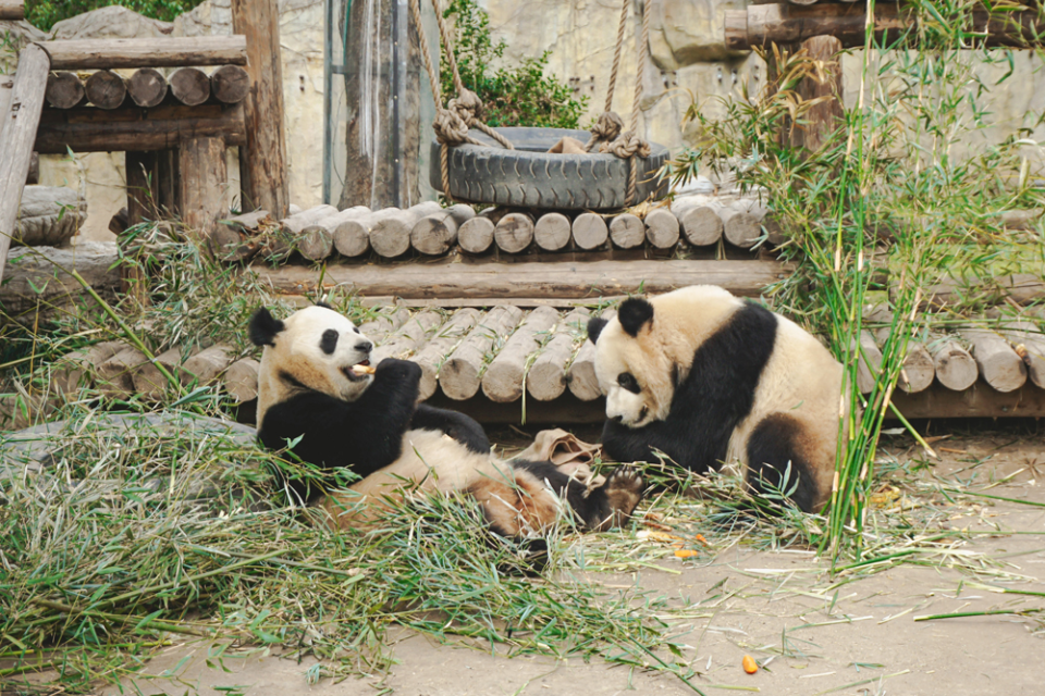 Visit Shanghai During APES 2026 – City Guide for Exhibition Visitors